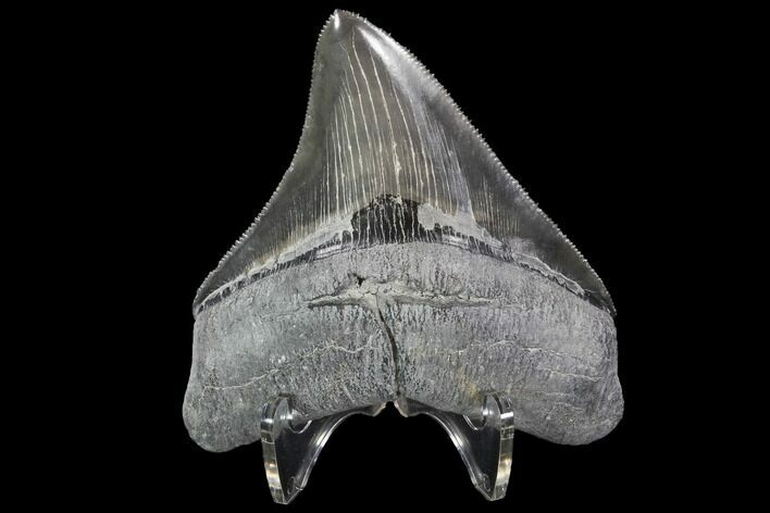 Serrated, Fossil Megalodon Tooth - Georgia #101516